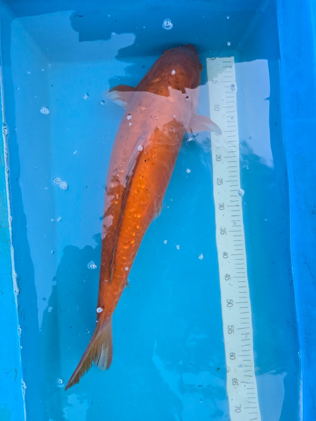 Doitsu Chagoi 65-70cm