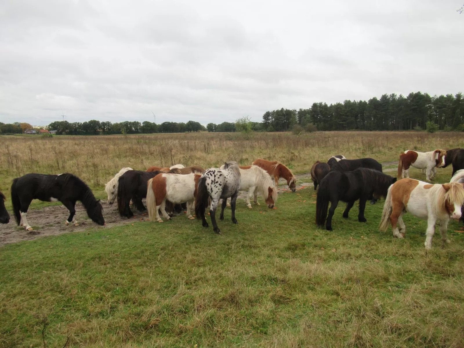 ruime keuze ruintjes, Dieren en Toebehoren, Pony's, Ruin, Gechipt, 3 tot 6 jaar