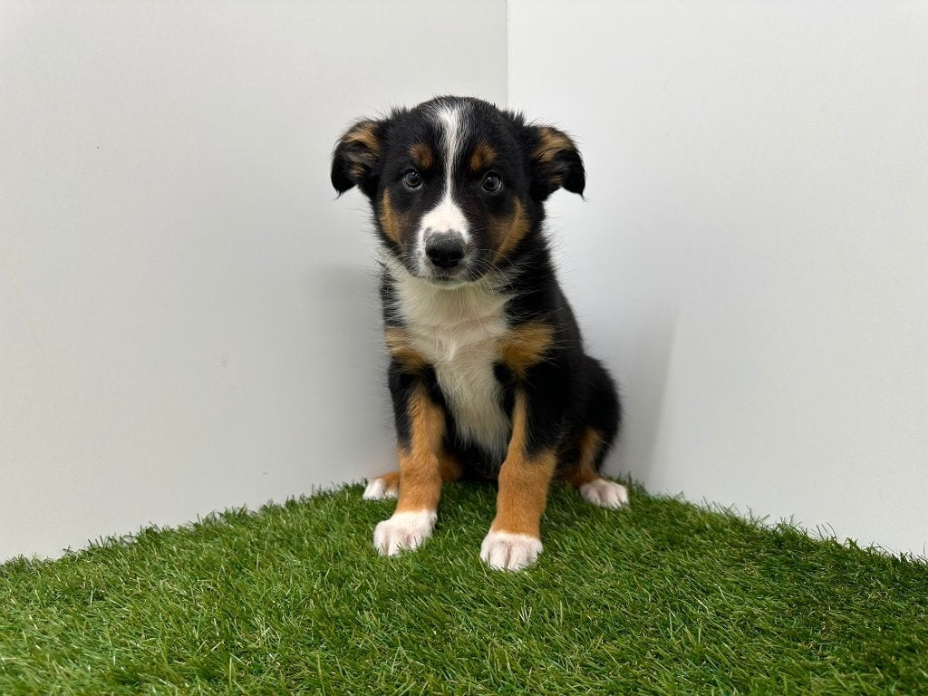 Chiots bergers australiens