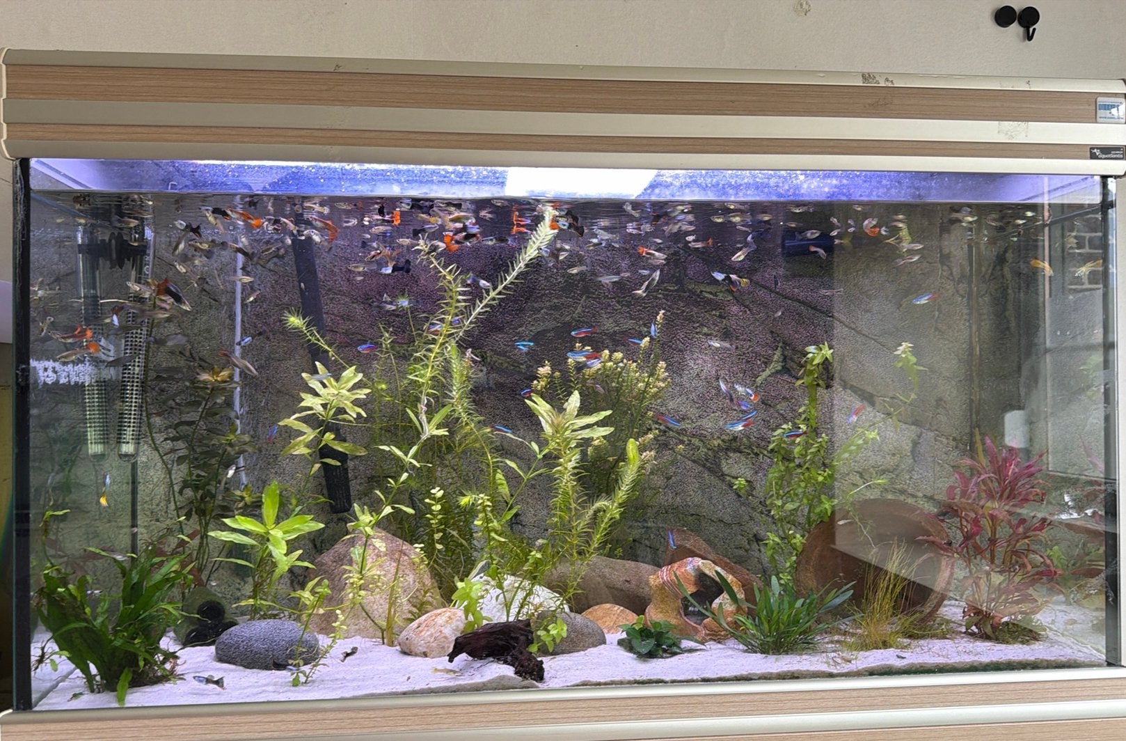 Aquarium aqualantis met guppy’s