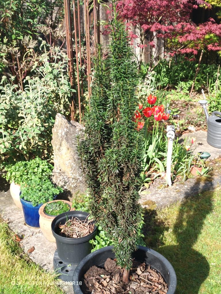 Taxus Baccata, Ophalen, Taxus