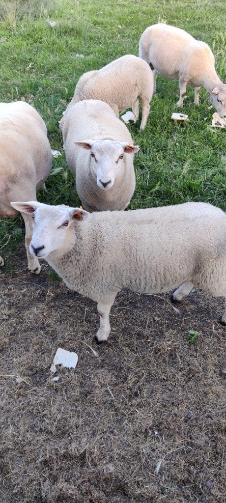 Texel (ooi) te koop, Dieren en Toebehoren, Meerdere dieren, Schaap, 0 tot 2 jaar