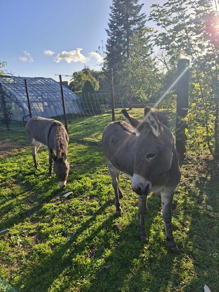 2 ezelmerries, Dieren en Toebehoren, December, Vrouwelijk