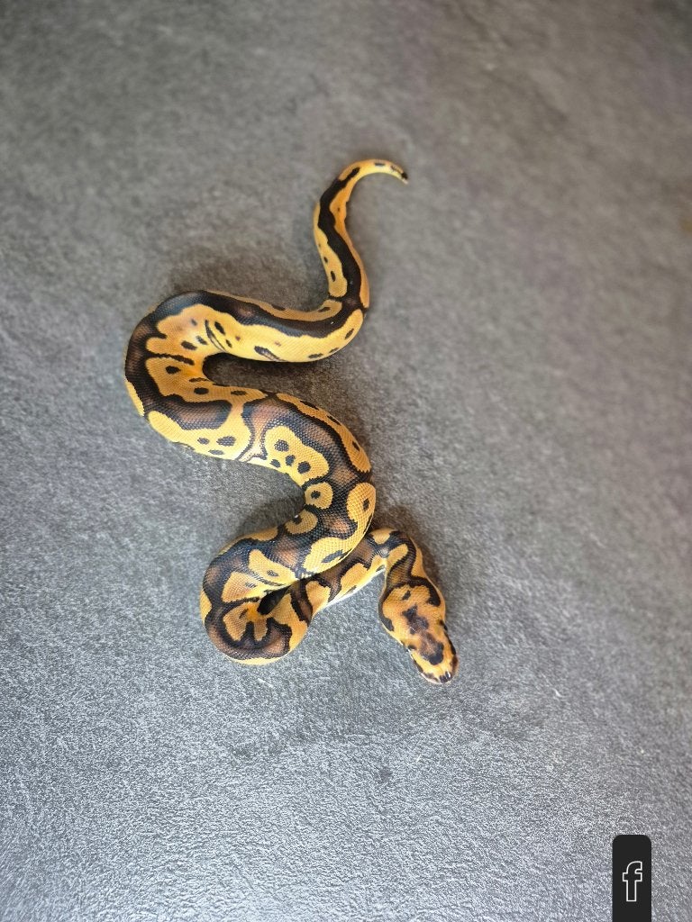Python regius nc2026 Ball Python photo 7