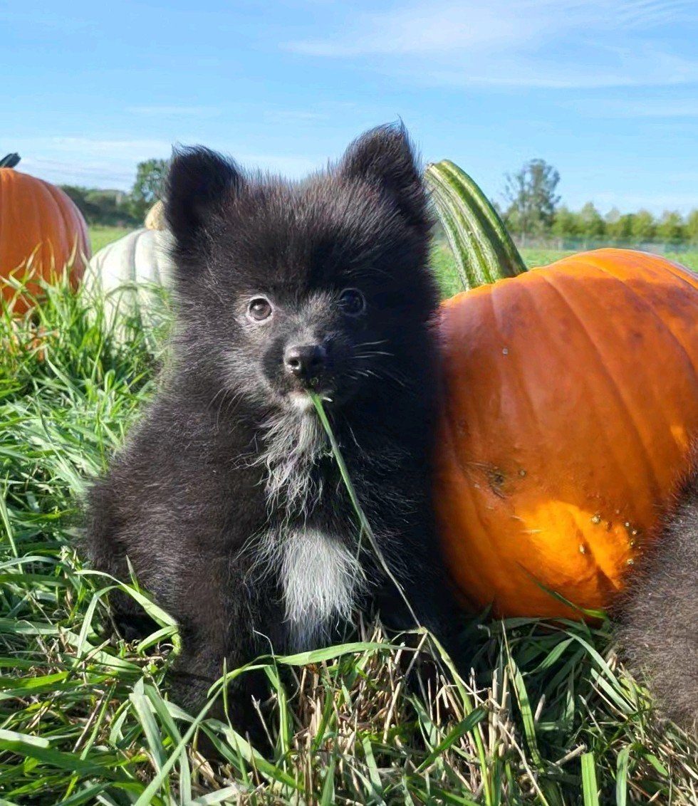 Chiot de Poméranie/Chiot pygmée/petit loulou/Chiot à pompon