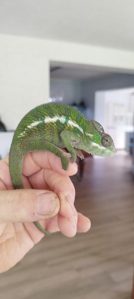 Caméléon panthère (furcifer pardalis), Animaux & Accessoires, Lézard, 0 à 2 ans