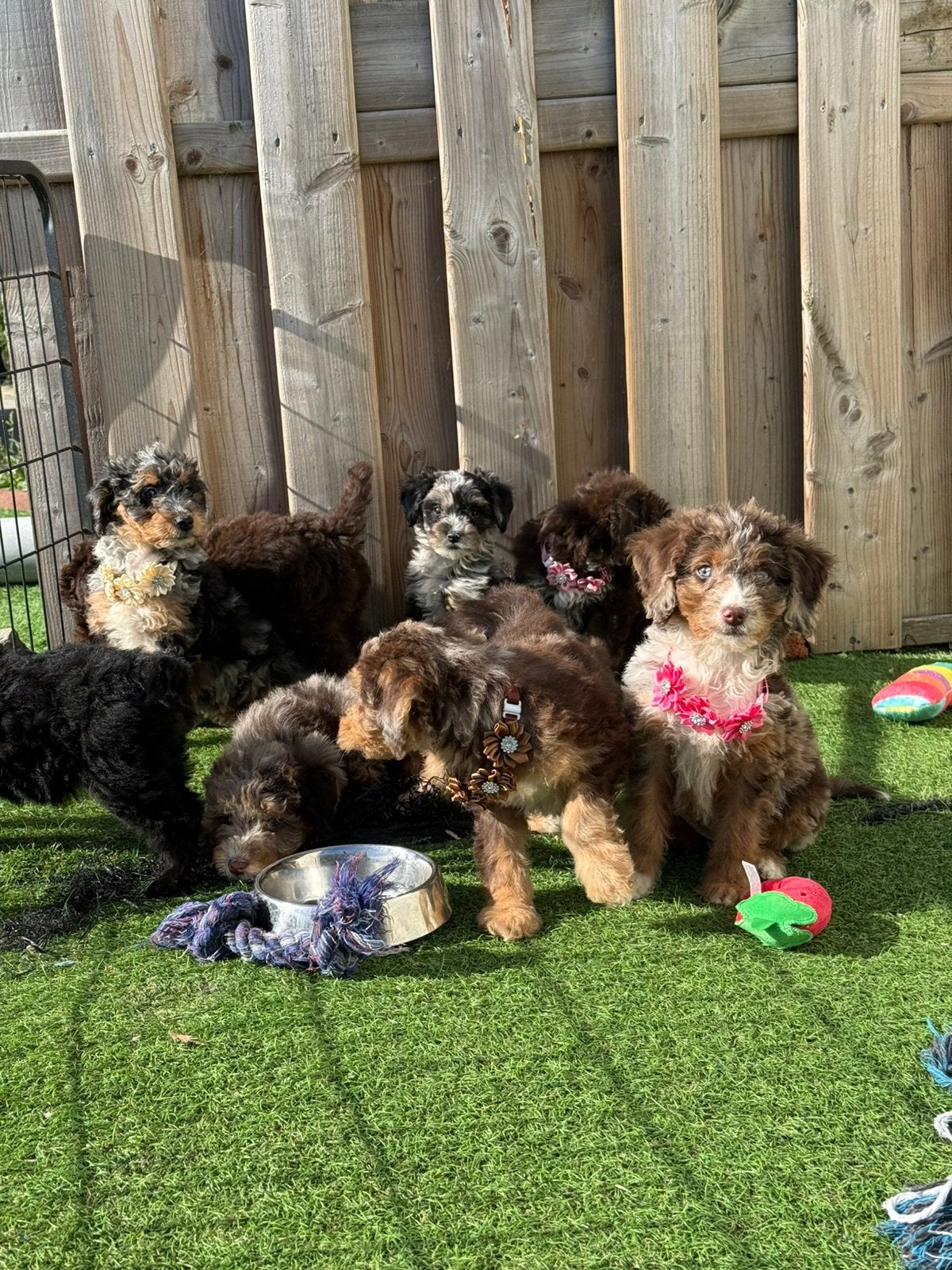 Mini/medium labradoodle pups, België, Overige rassen, CDV (hondenziekte), 8 tot 15 weken