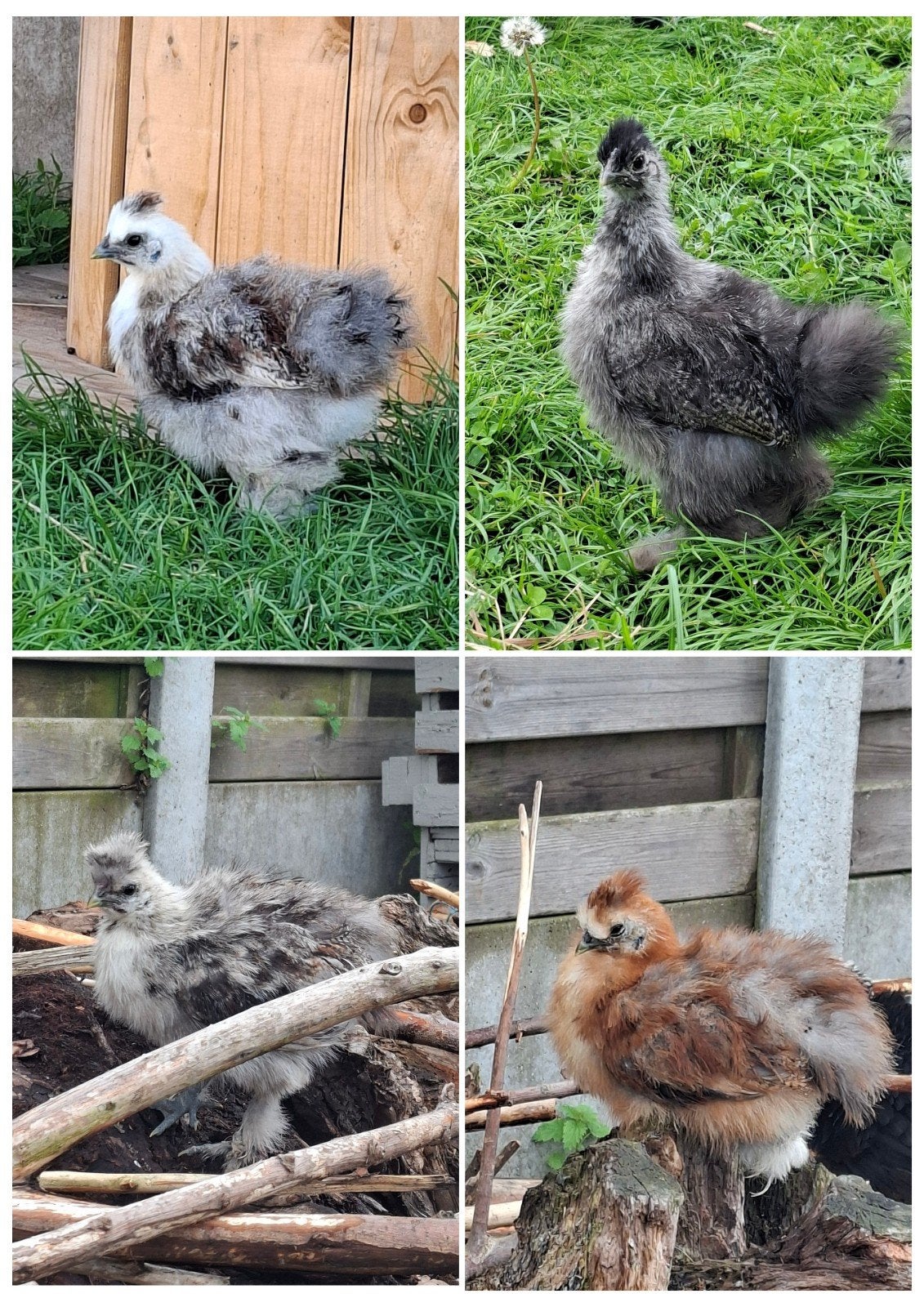 Zijdehoender haantjes, Dieren en Toebehoren, Pluimvee