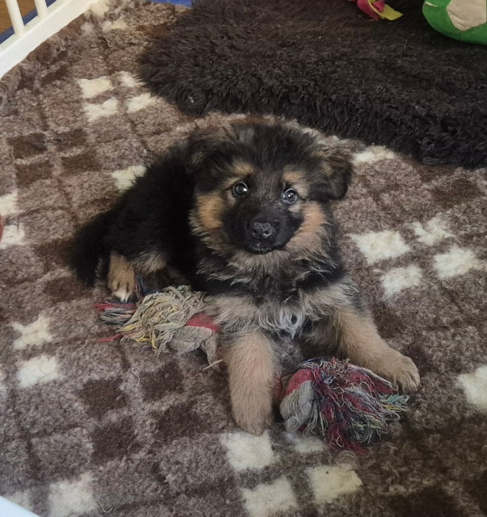 duitse herder pups met stamboom, Dieren en Toebehoren, België, Fokker | Hobbymatig, Reu, CDV (hondenziekte)
