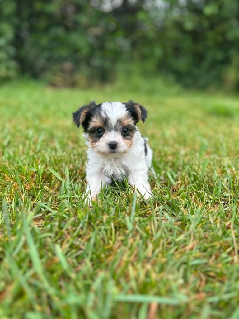 Prachtige bieuwer pups bij ons geboren!!, België, 8 tot 15 weken, Meerdere, Meerdere dieren