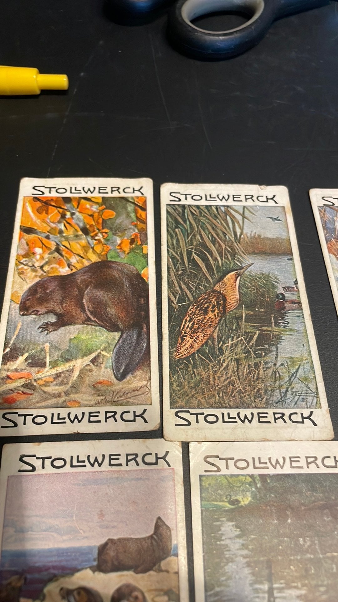 Stollwerck chromo groep 5(x3a), Verzamelen, Gebruikt, Ophalen of Verzenden, 1940 tot 1960, Dier