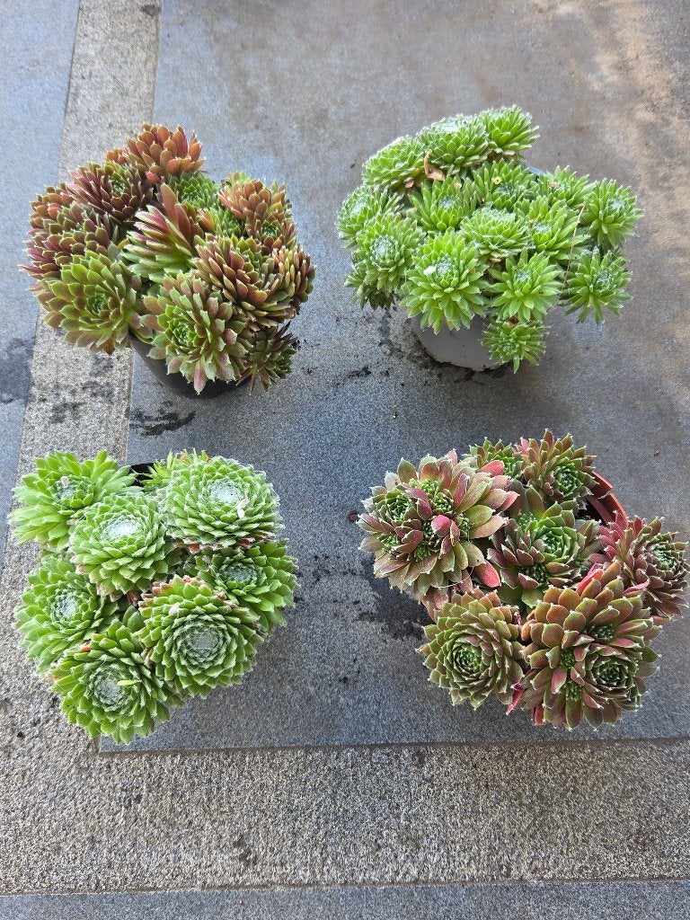 4 sempervivum plantjes, Tuin en Terras, Planten | Tuinplanten, Bodembedekkers, Volle zon, Vaste plant, Ophalen of Verzenden