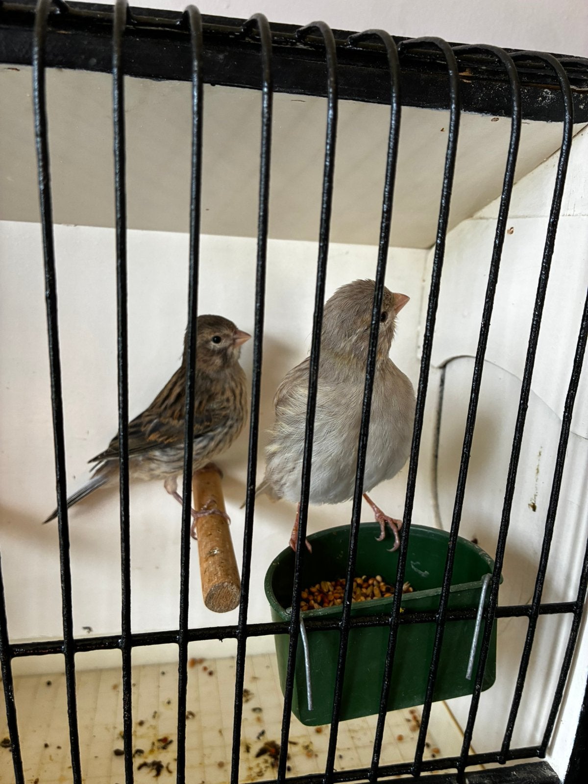 kanaries, Dieren en Toebehoren, Meerdere dieren