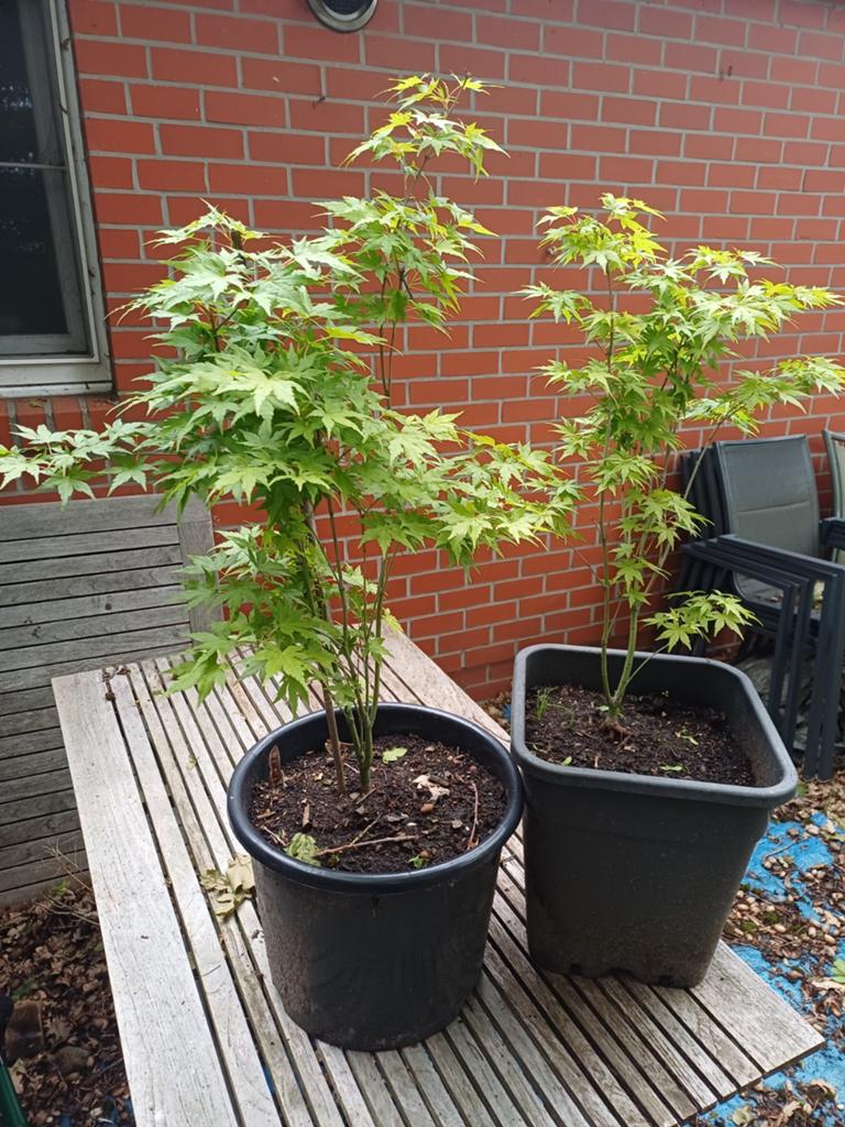 2 acer, Ophalen