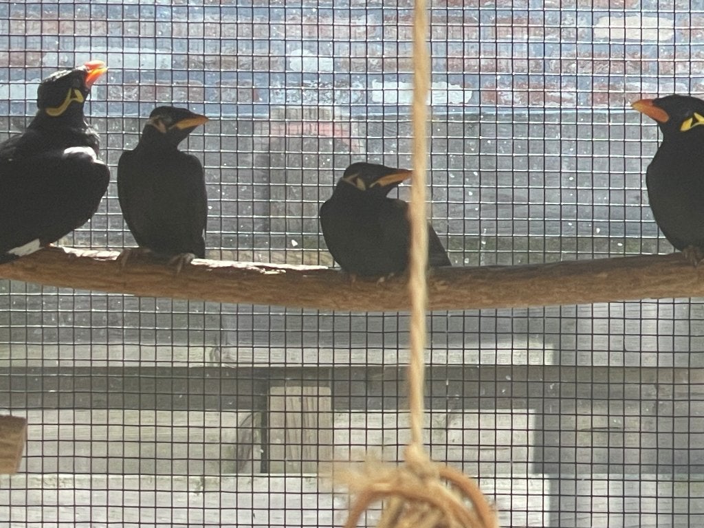 Jonge beo, Dieren en Toebehoren, Meerdere dieren, Tropenvogel, Geringd