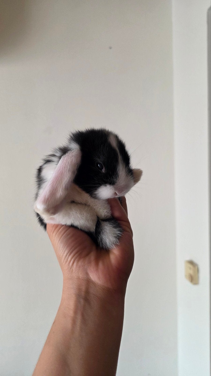 babykonijntjes zoeken een liefdevol huisje!, Dieren en Toebehoren, Konijnen