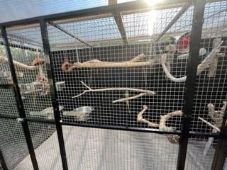 Op zoek naar een mini paradijsje voor uw geliefde vogel?, Dieren en Toebehoren, Mannelijk, Parkiet, Tam