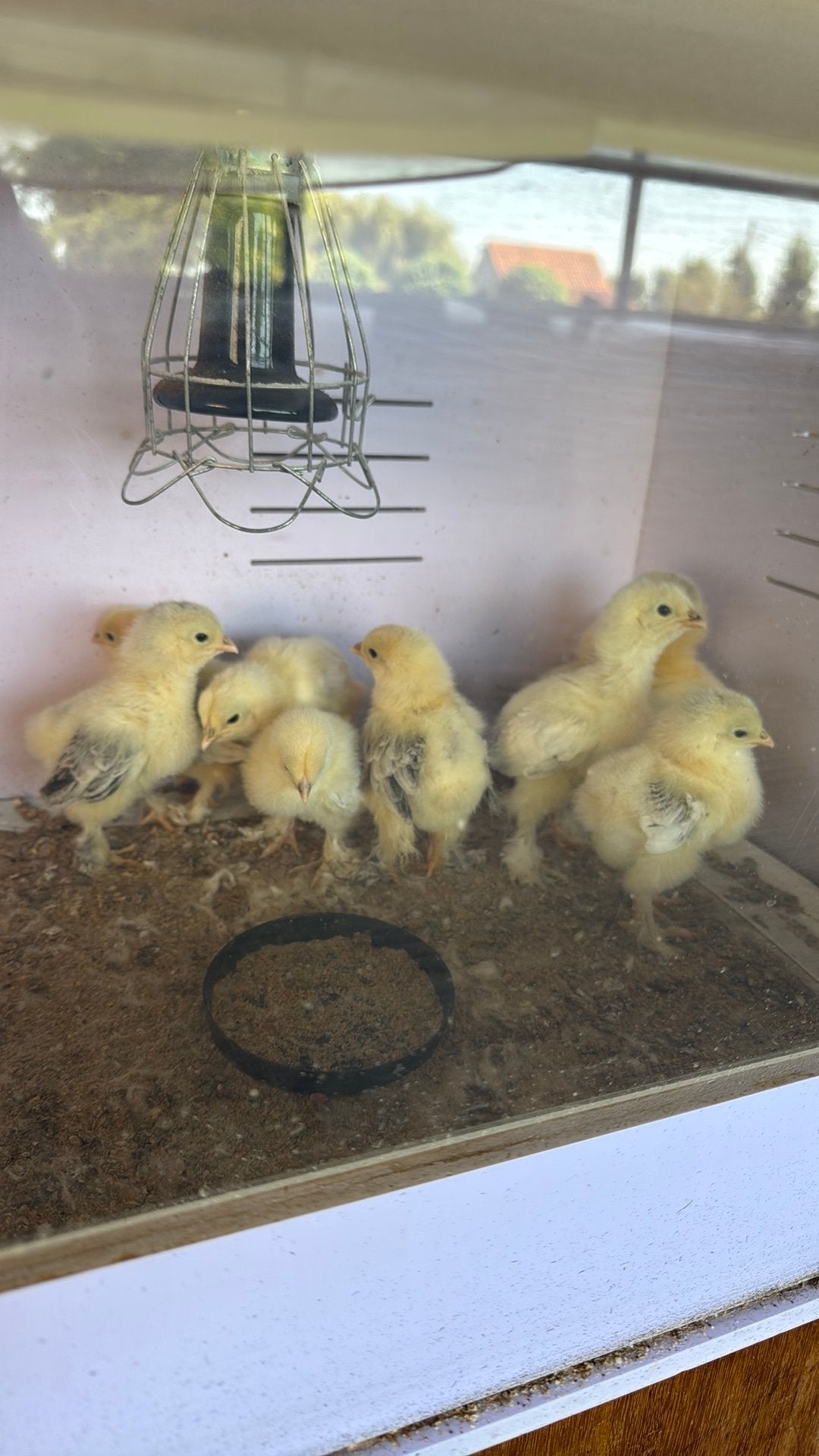 Brahma kuikens wit zwart colombia raszuiver, Dieren en Toebehoren, Pluimvee
