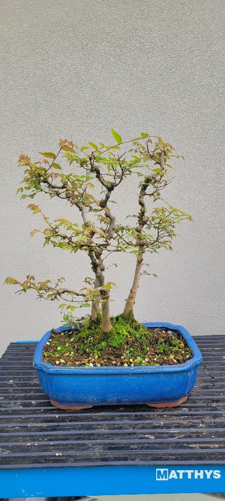 Zelkova serrata bonsai, Enlèvement