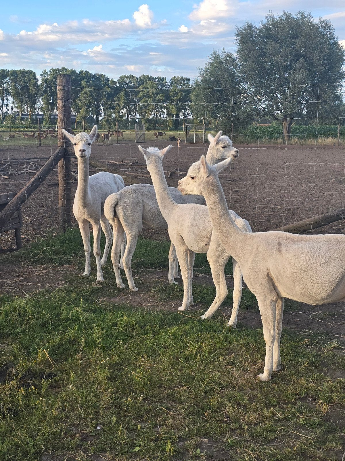 Alpaca s, Dieren en Toebehoren, Overige Dieren, Mei, Mannelijk