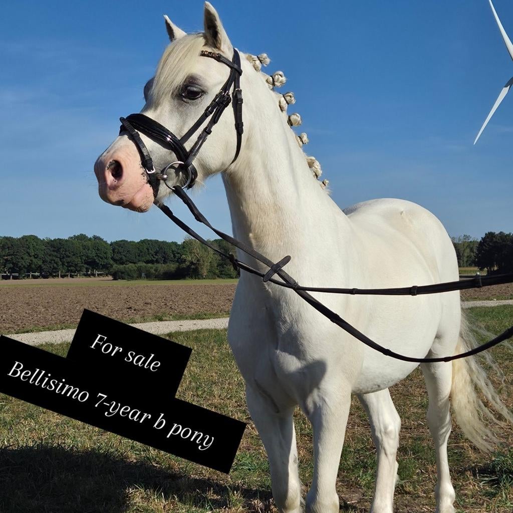 Gereserveerd ! Mooie b pony Bellisimo, Dieren en Toebehoren, Ruin, B