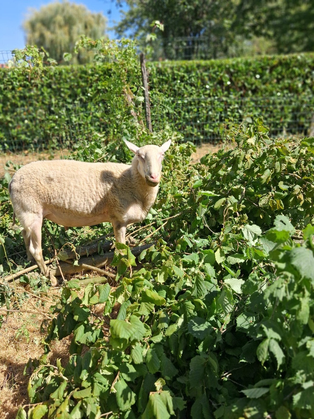 dekram melkras 2,5 jaar, Mannelijk, Schaap, 0 tot 2 jaar
