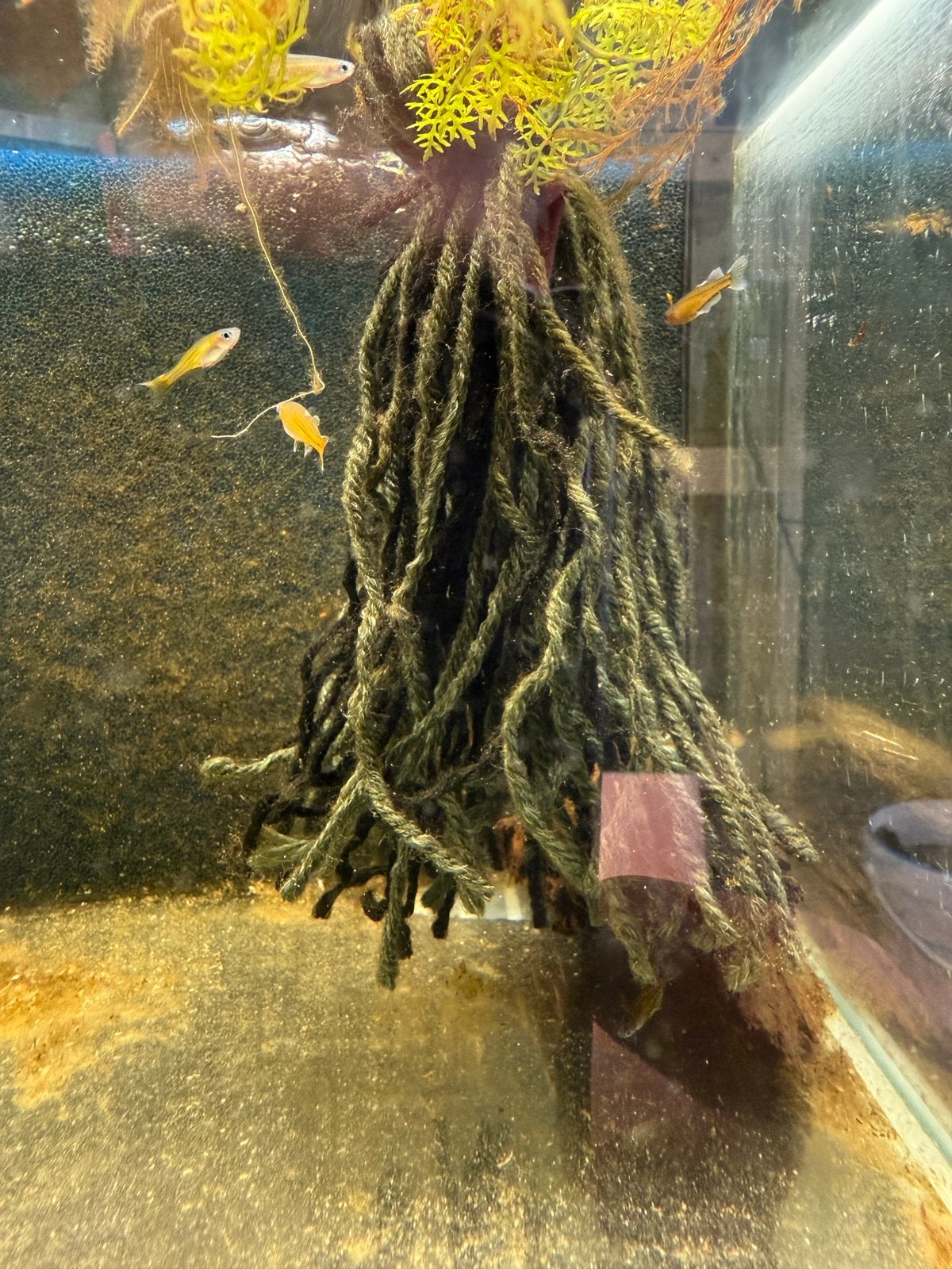 Kweekgroepen pseudomugil gertrudea's aru 1 en aru 2, Dieren en Toebehoren, Vissen | Aquariumvissen