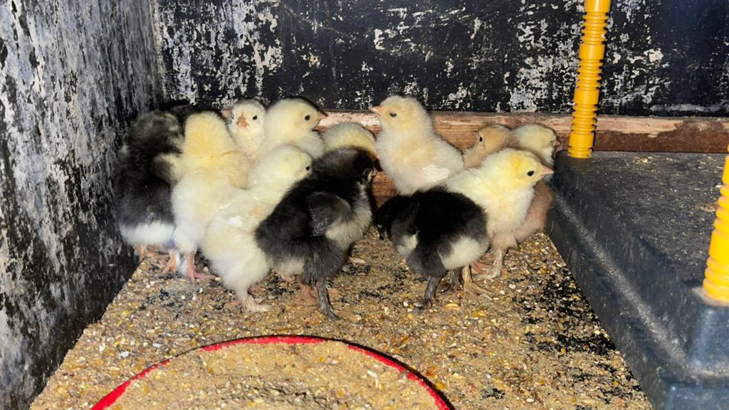 Brahma kuikens - vandaag geboren!!, Sexe inconnu, Poule ou poulet
