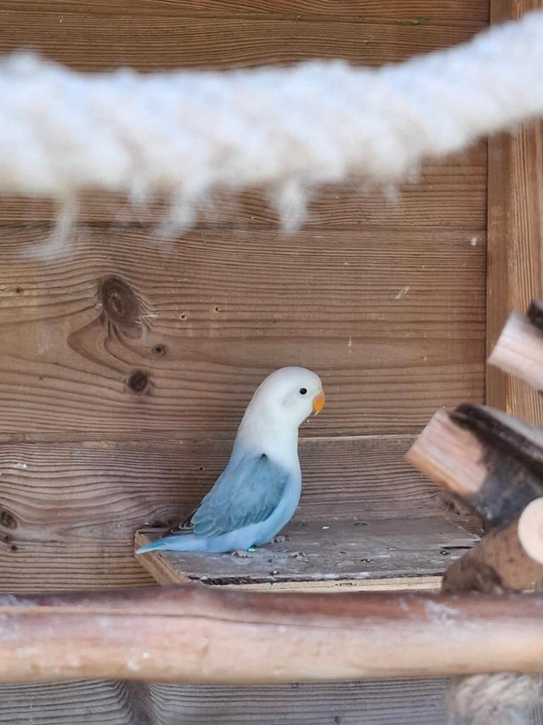 Agapornis fischeri blauw opaline, Animaux & Accessoires
