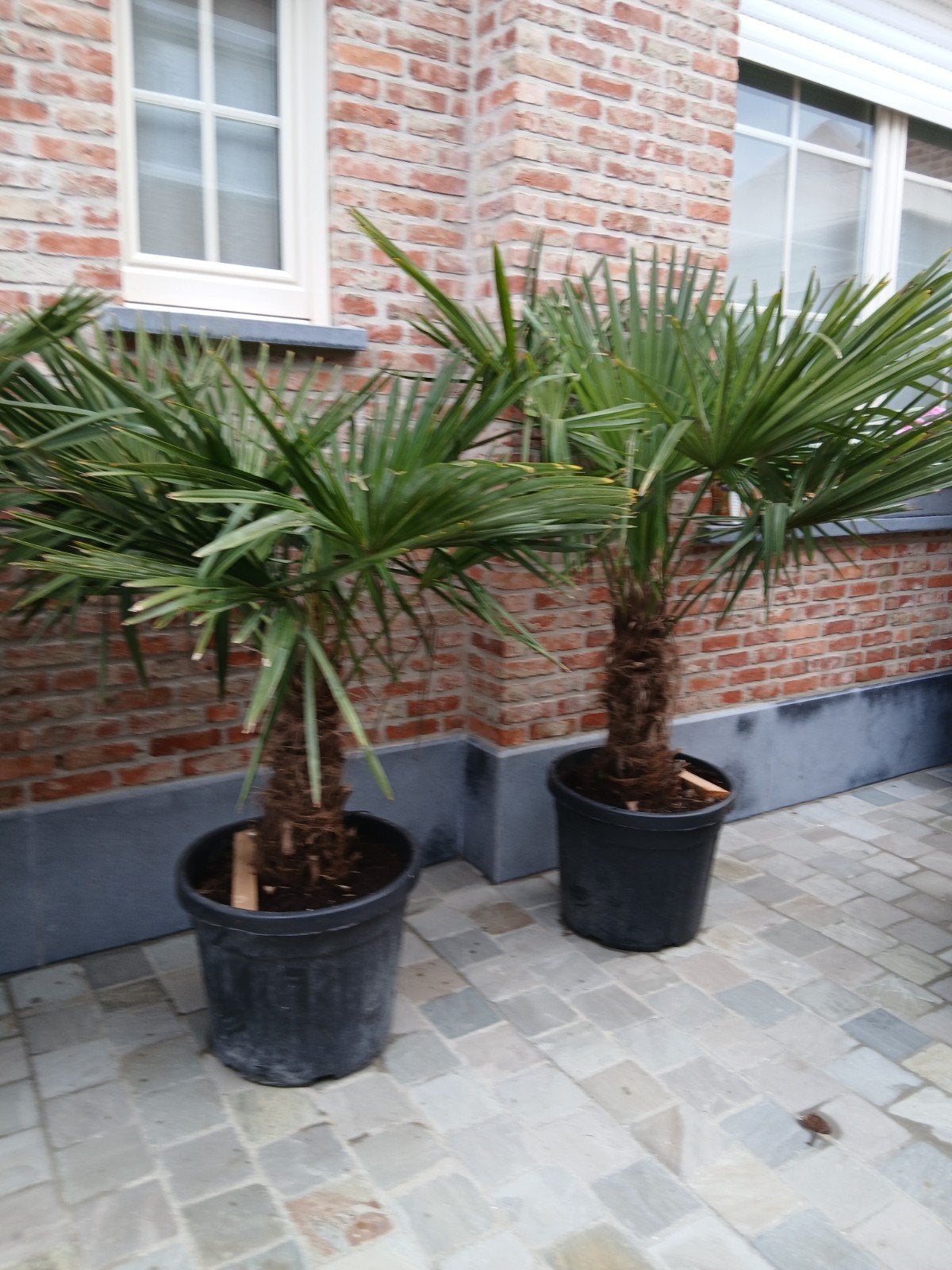 ‼️palmbomen trachycarpus fortunei aan promoprijzen‼️, Tuin en Terras, Planten | Bomen, Ophalen