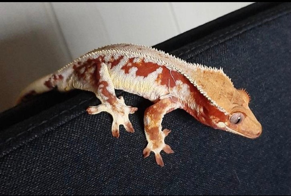 Red Lilly white wimpergekko, ciliatus