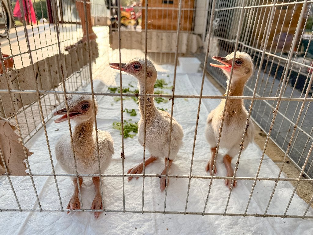 Witte nandoe kuikens 3x, Dieren en Toebehoren, Geslacht onbekend, Overige soorten