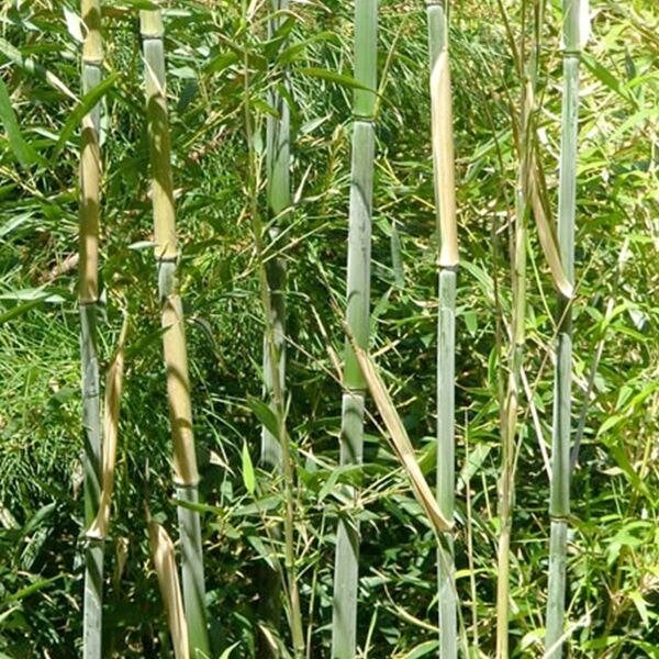 Bamboe - Phyllostachys bissetii, Tuin en Terras, Ophalen, Bamboe, Struik, 250 cm of meer