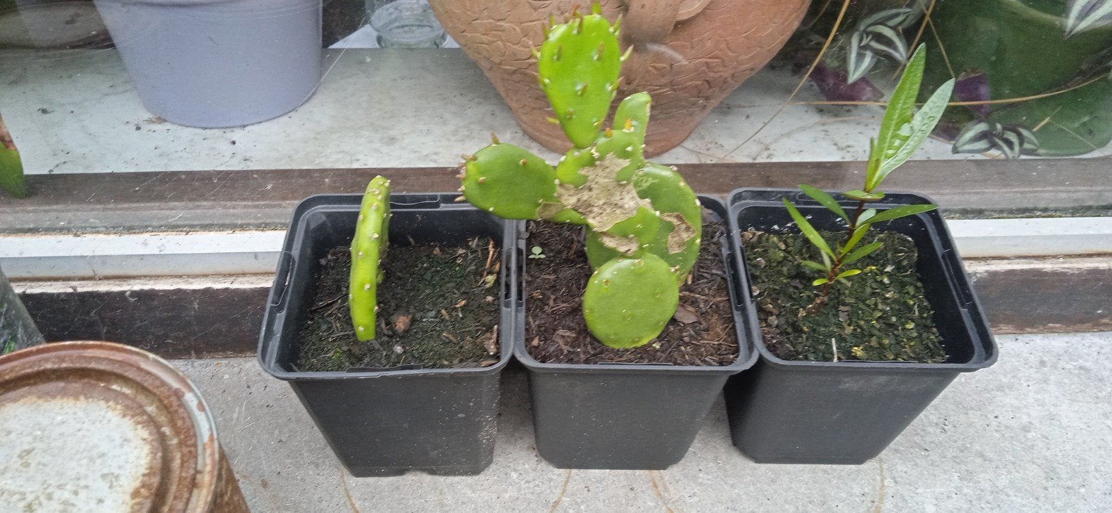 Winterharde stekjes van de cactus opuntia humifusa met gele, Enlèvement ou Envoi