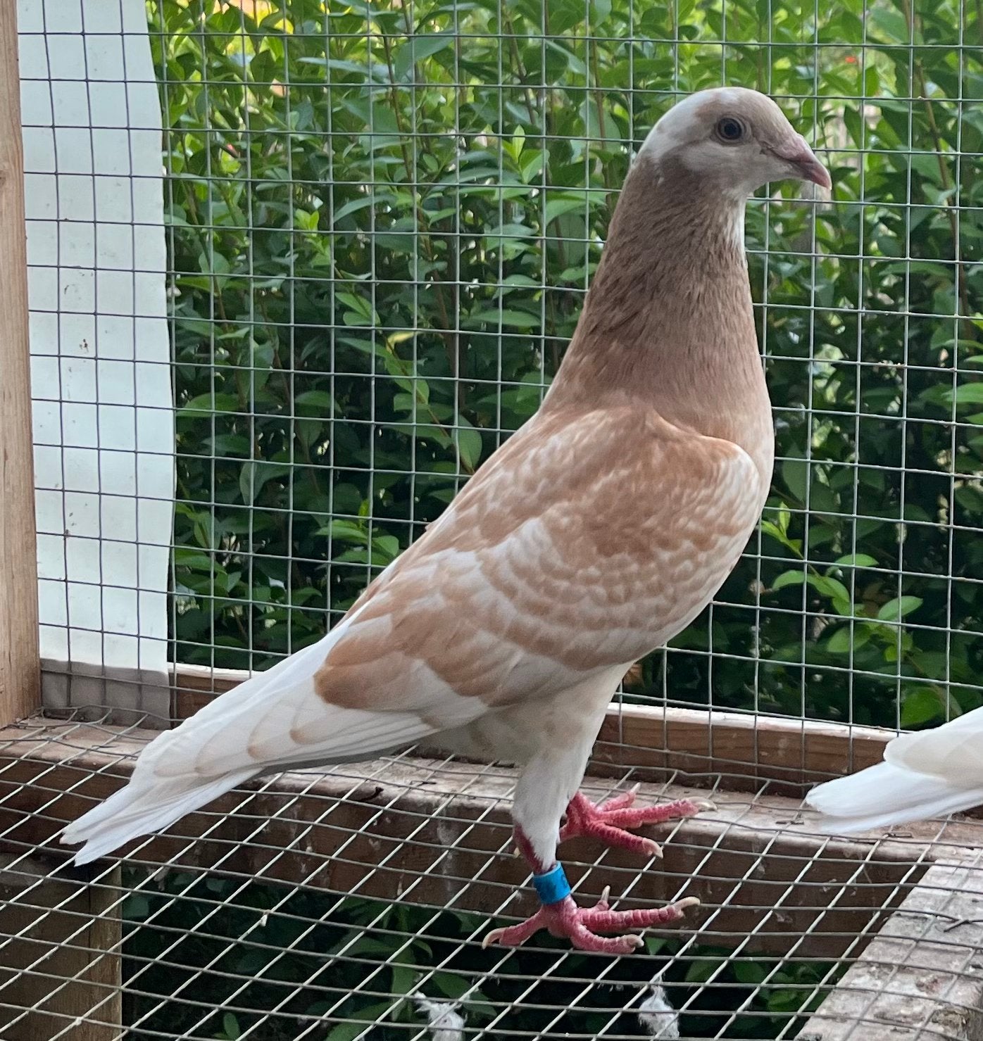 Jonge doffer 2026, Dieren en Toebehoren, Mannelijk, Postduif