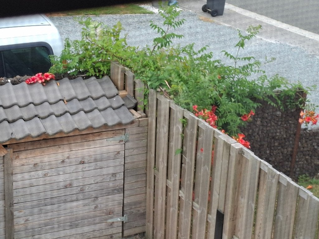Campsis radicans, Ophalen, Volle zon, Vaste plant, Klimplanten