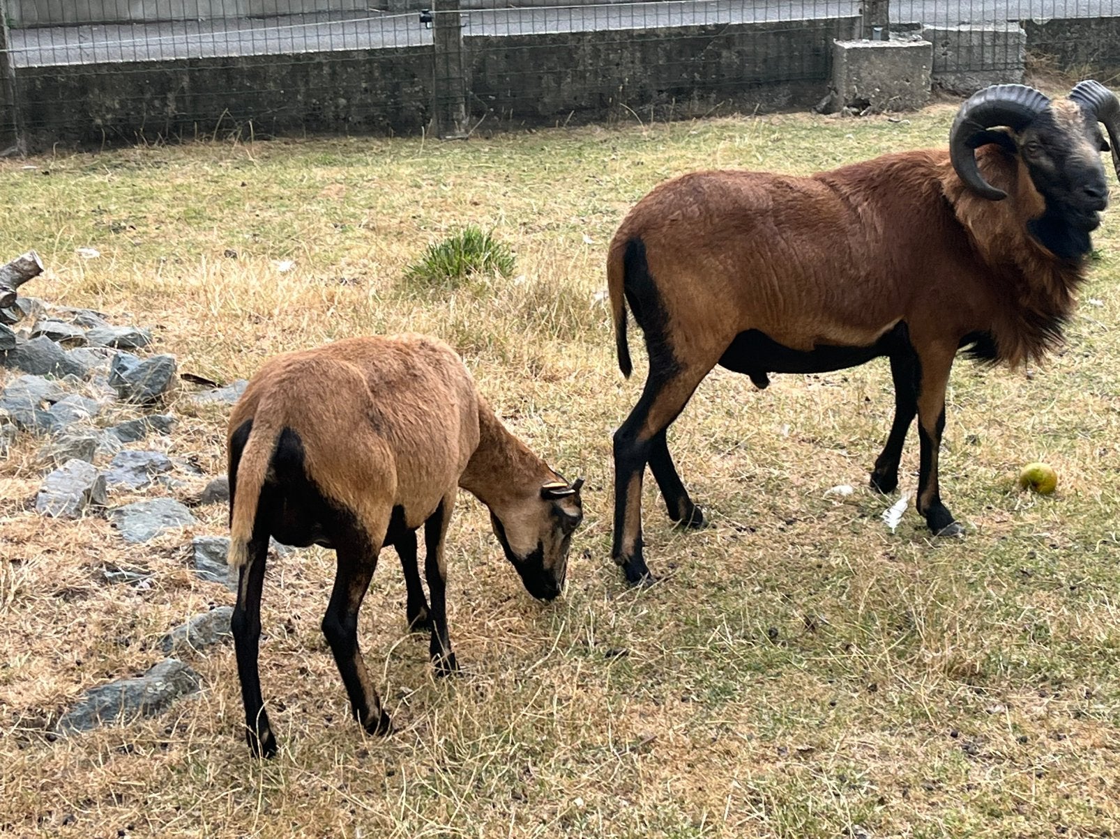 Kameroen schapen, tweejarige ooi en ram ., Dieren en Toebehoren, Schapen, Geiten en Varkens, Meerdere dieren, Schaap, 0 tot 2 jaar