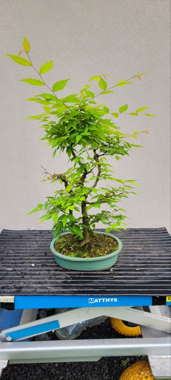 Zelkova bonsai, Tuin en Terras, Ophalen