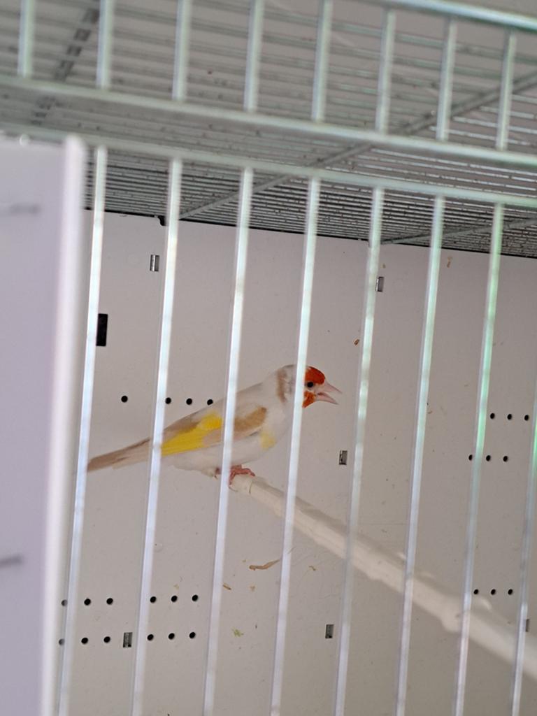 A vendre femelle chardonneret satiné 2024 :150€, Animaux & Accessoires, Oiseaux | Canaris, Femelle