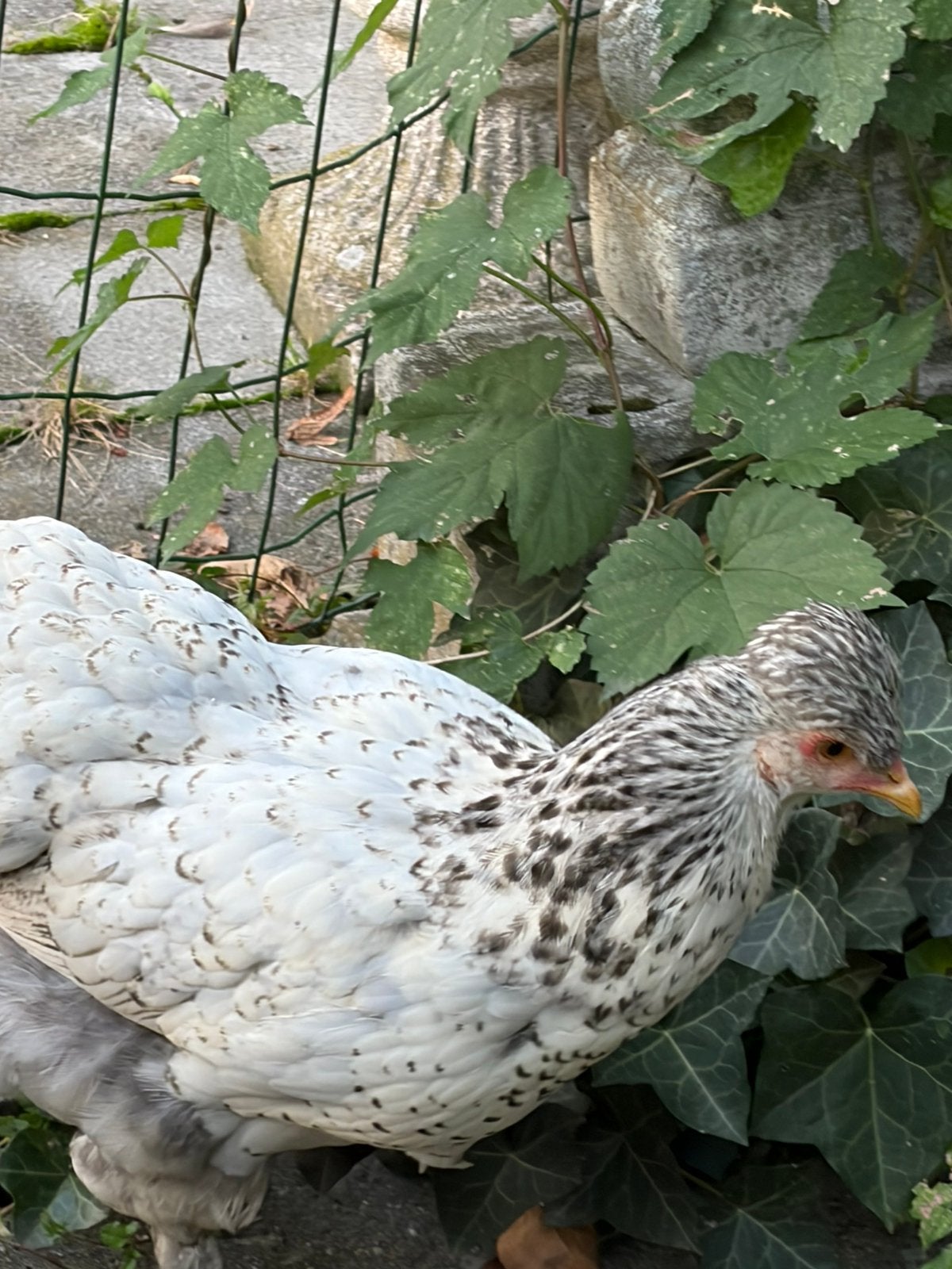 Gezonde jonge kippen te koop, Dieren en Toebehoren, Kip