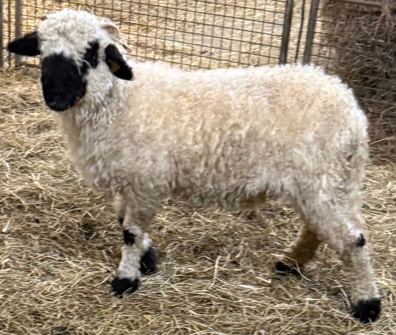couple reproducteur Walliser Schwarznase, Plusieurs animaux, Mouton, 0 à 2 ans