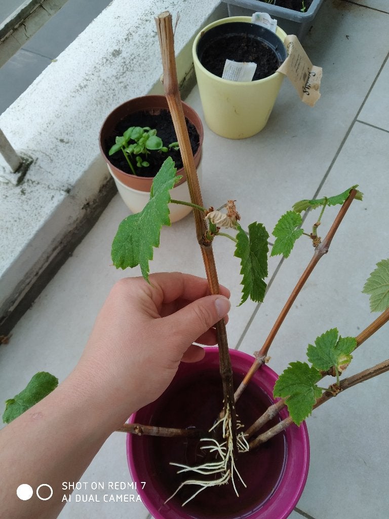 Bouture de vigne, Jardin & Terrasse, Enlèvement