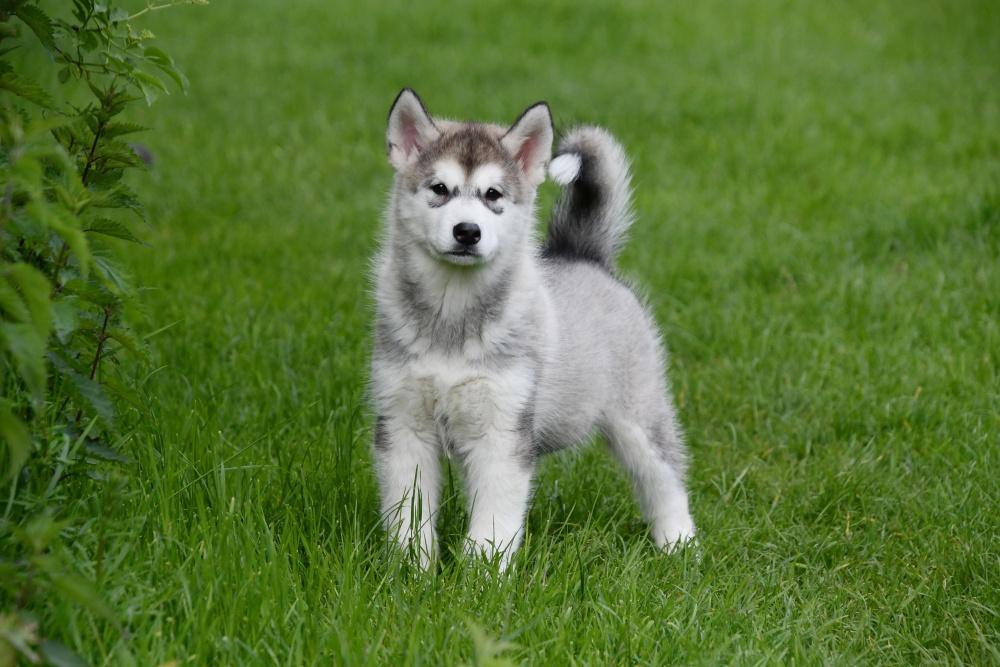 Alaskan Malamute pups te koop, 15 weken tot 1 jaar, Buitenland, Poolhond, Parvo