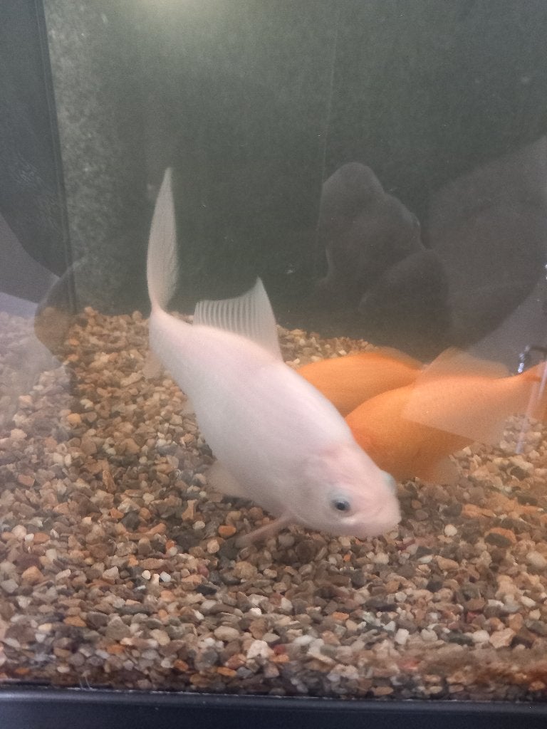 Prachtige witte sluierstaart, Dieren en Toebehoren, Vis, Zoetwatervis