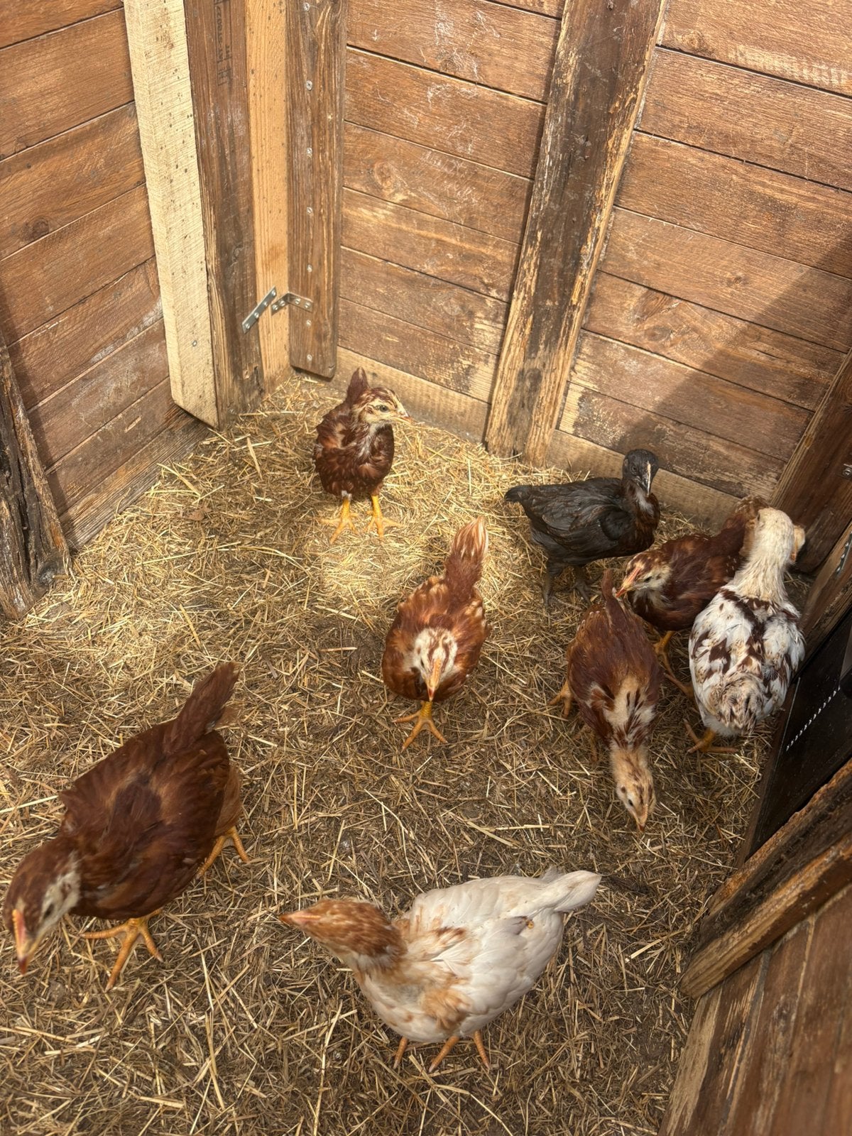 Jonge kuikens – 1 maand oud, Dieren en Toebehoren, Pluimvee, Kip, Geslacht onbekend