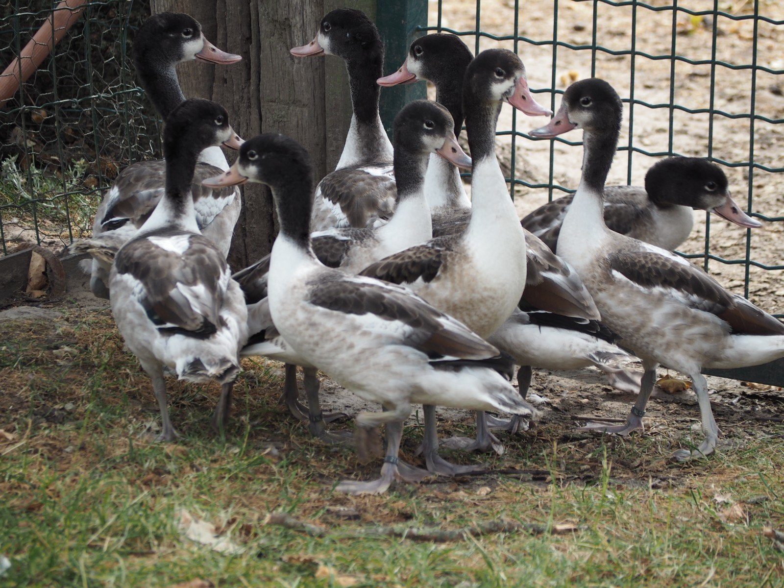 Eenden Bergeenden, Animaux & Accessoires, Volatiles, Plusieurs animaux, Canard