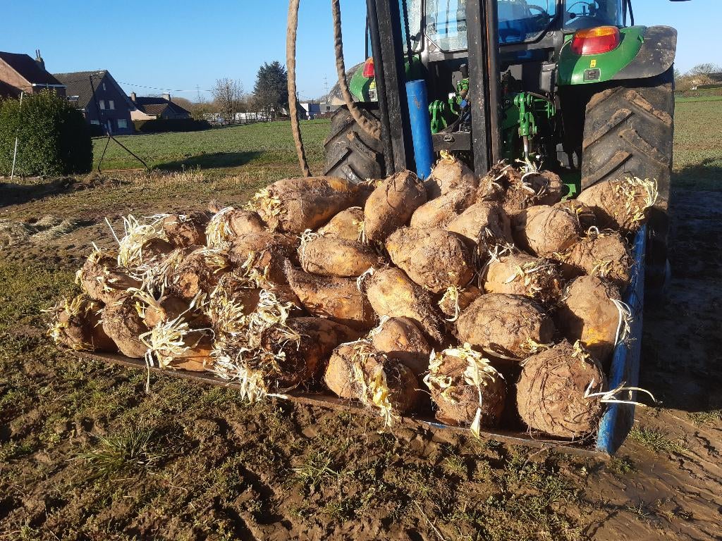 Voederbieten Handgerooid, Ophalen
