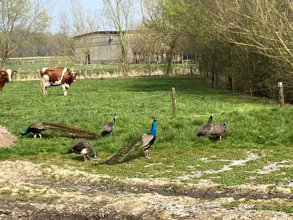 Pauwen, Dieren en Toebehoren