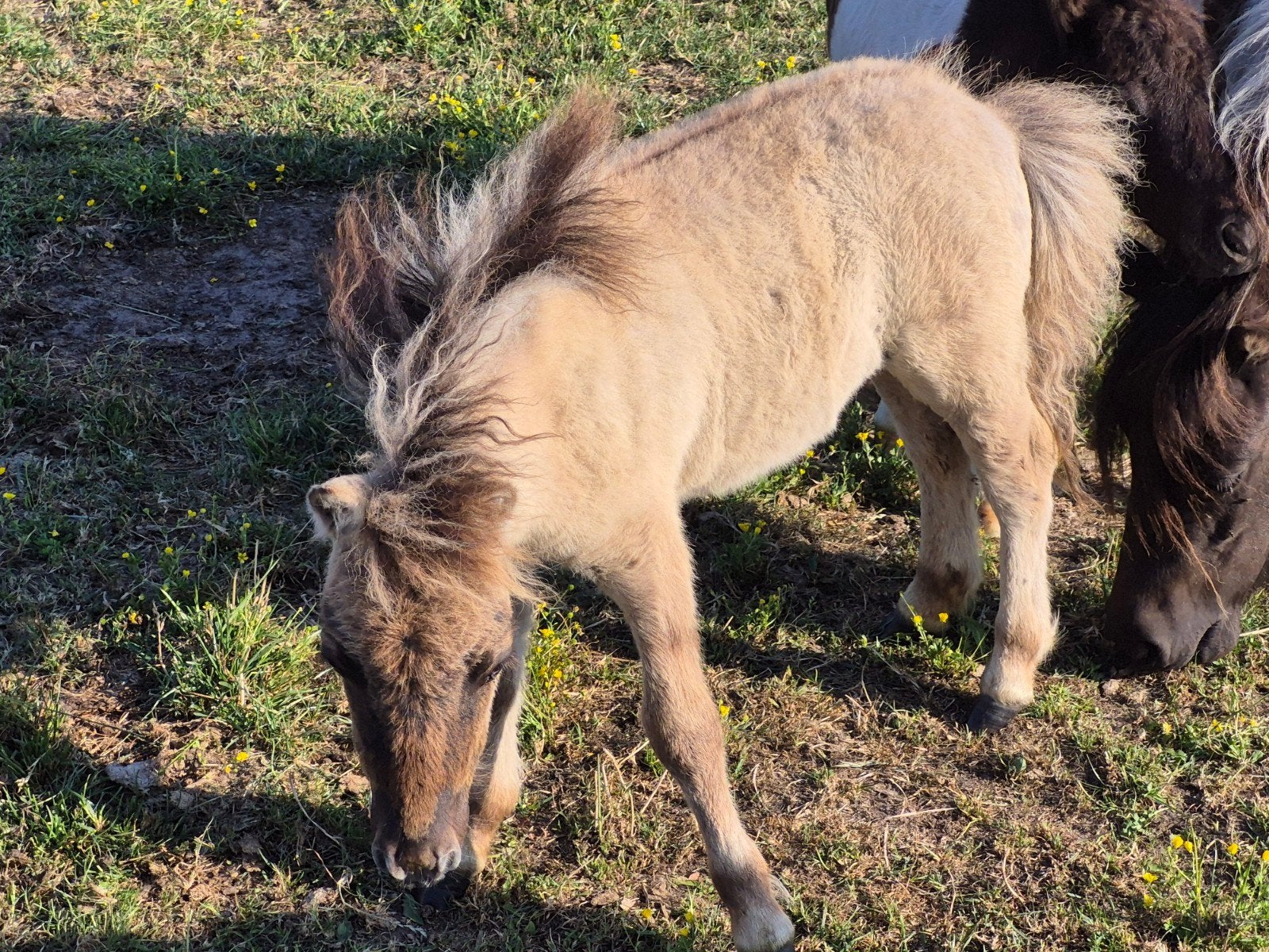 Shetlandpony's, Dieren en Toebehoren, Pony's, Merrie