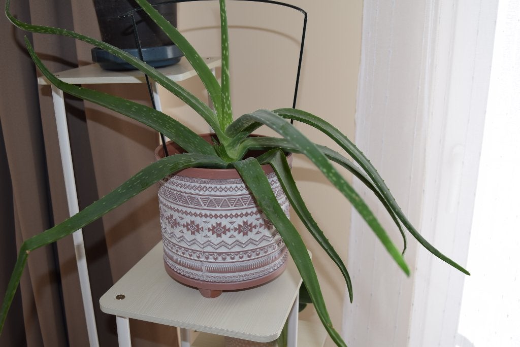 Aloe Vera, Maison & Meubles, Plantes d'intérieur, Enlèvement, Autres espèces, En pot